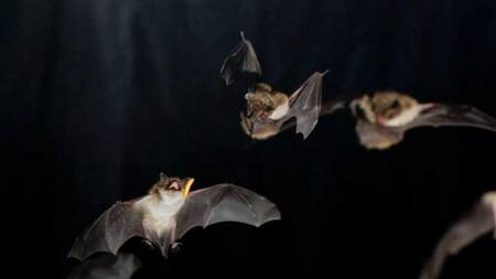 Murcielagos en Capital Federal