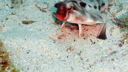 Pez murciélago. Foto: Wikipedia