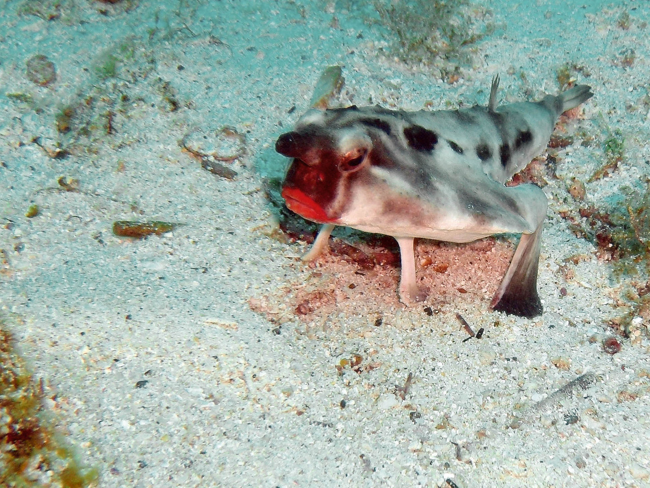 Pez murciélago. Foto: Wikipedia