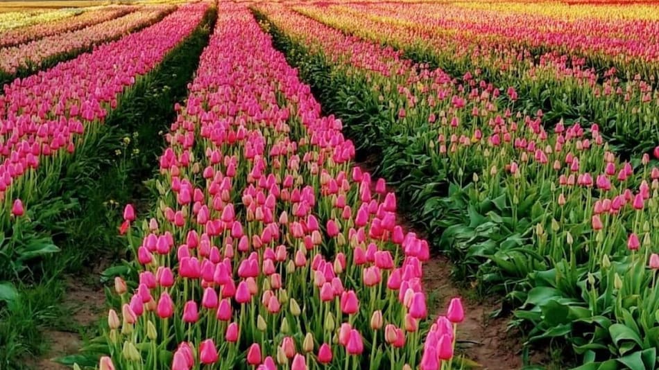 Campo de tulipanes en Trevelin. Foto: X RespiraArg.