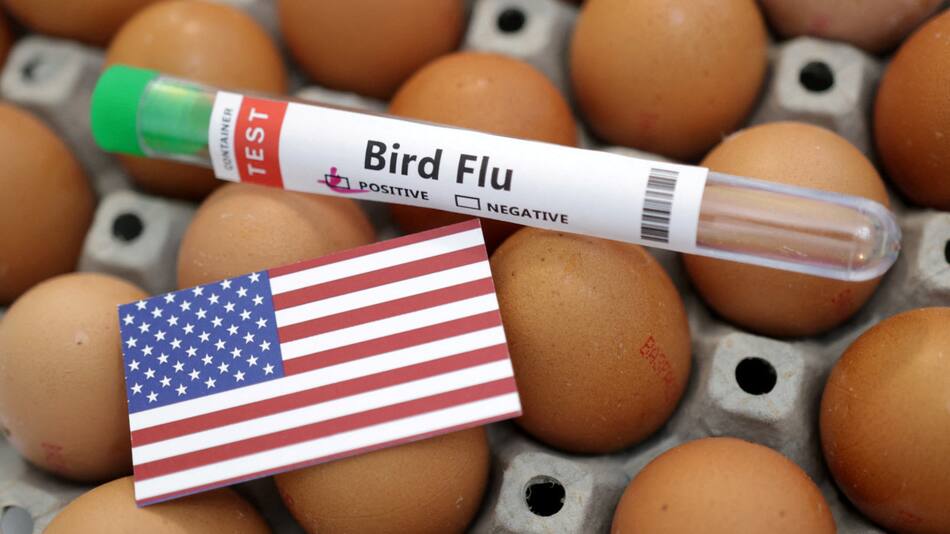 Vacuna para la Gripe Aviar. Foto: Reuters.