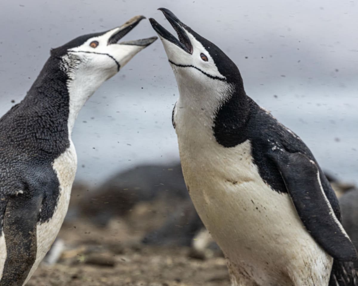 Pingüinos barbijo; colonia; Antártida; población; disminución.