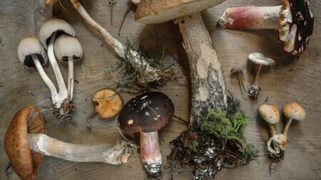 Hongos alucinógenos. Foto: Unsplash.