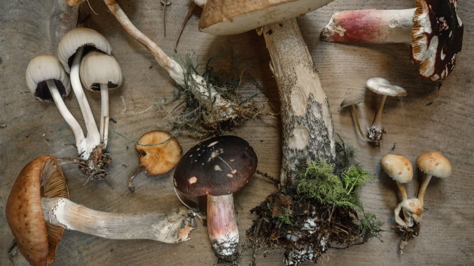 Hongos alucinógenos. Foto: Unsplash.