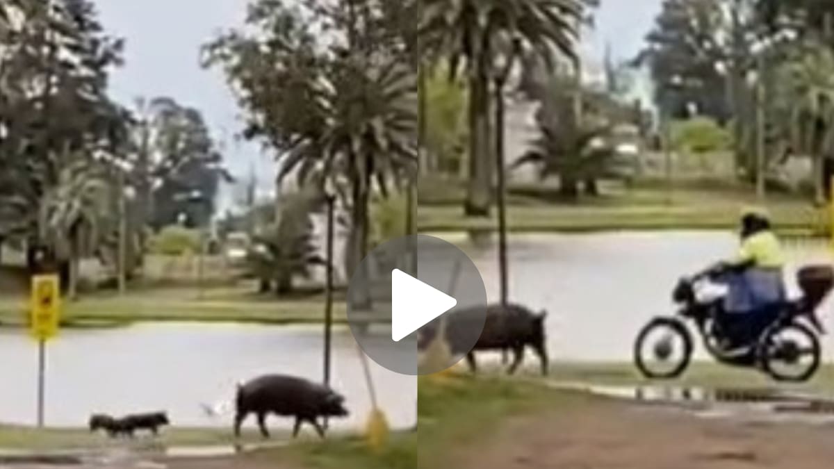 Un agente municipal tuvo que arrearlos para que liberen la zona.