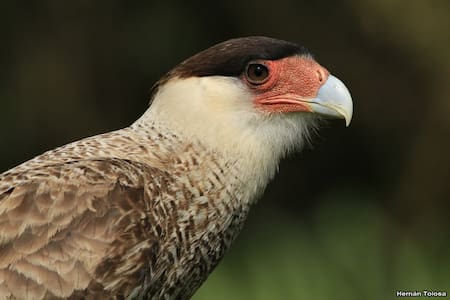 Carancho, ave. Foto: Reserva Ecológica Costanera Sur / Hernán Tolosa.