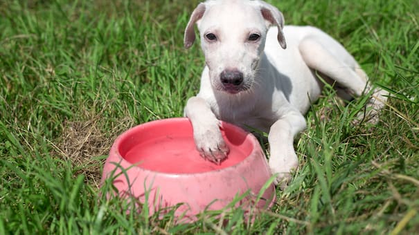Más de una vez al día: cada cuánto se debe cambiar el agua del perro, según veterinarios