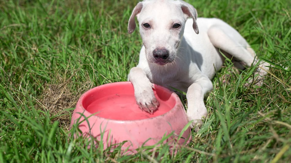 Cómo saber si el agua del bebedero está contaminada.