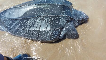 Aparecieron siete tortugas Laúd muertas en distintos puntos del Partido de La Costa. Foto: Mundo Marino.
