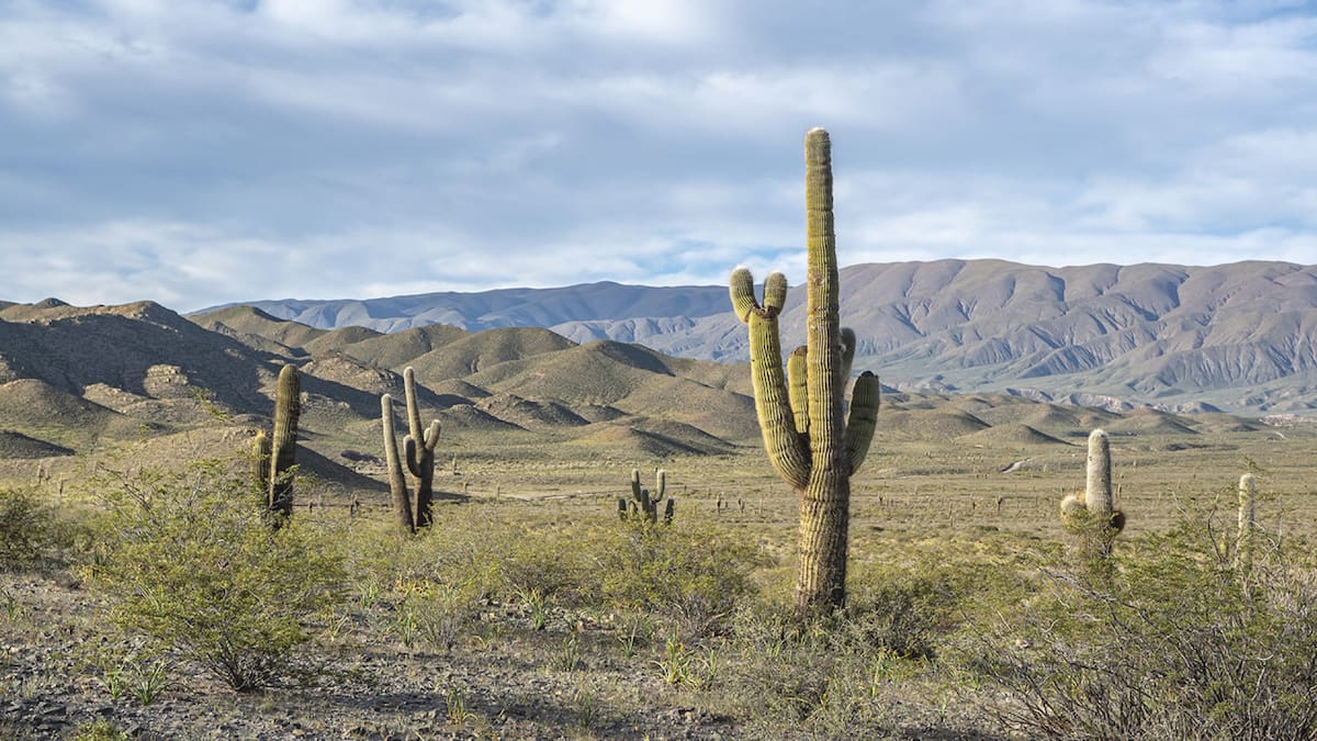 La reserva nacional se encuentra en la provincia de Salta.