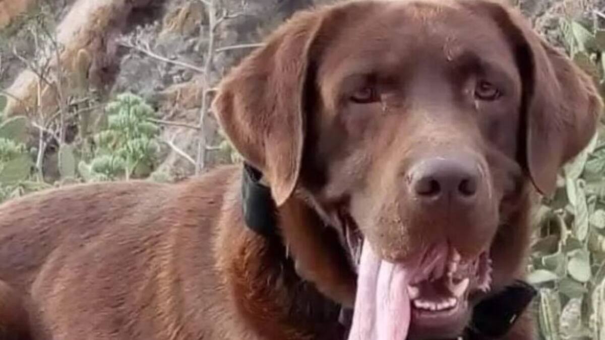 Nerón, el perro rastreador que ayudó en el caso de Loan. Foto: X.