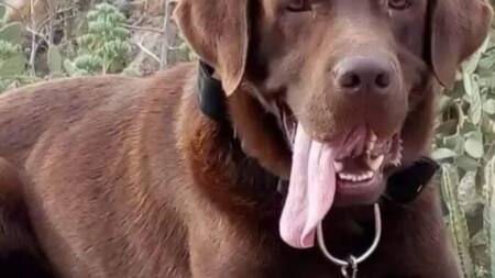 Nerón, el perro rastreador que ayudó en el caso de Loan. Foto: X.