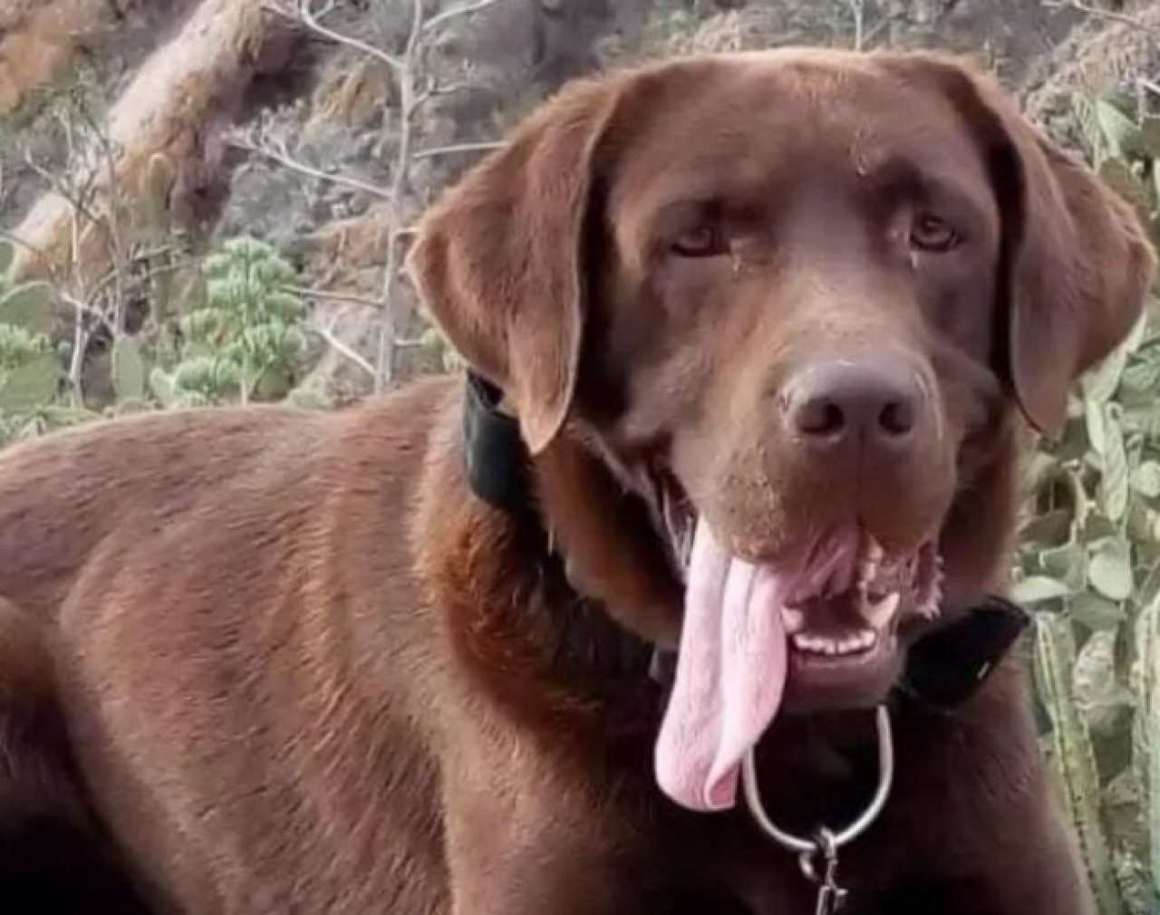Nerón, el perro rastreador que ayudó en el caso de Loan. Foto: X.