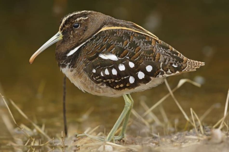 Aguatero, pájaro. Foto Pinterest Fábrica Mohn S.A.