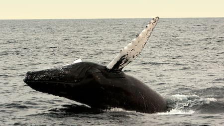 Orgullo nacional: los 4 animales que fueron declarados "monumentos naturales" en Argentina