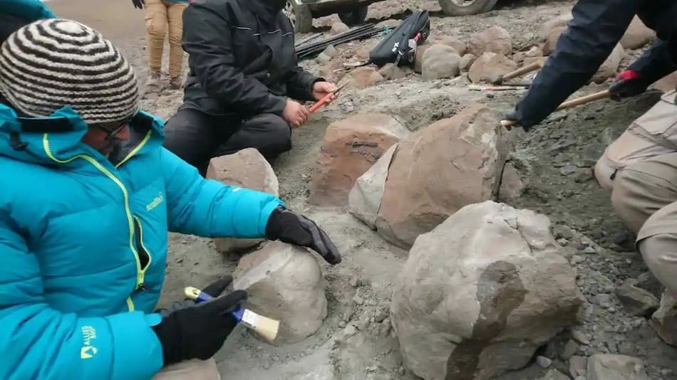 Encuentran un cocodrilo milenario