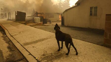 Perro frente al incendio en Los Ángeles. Foto: EFE.