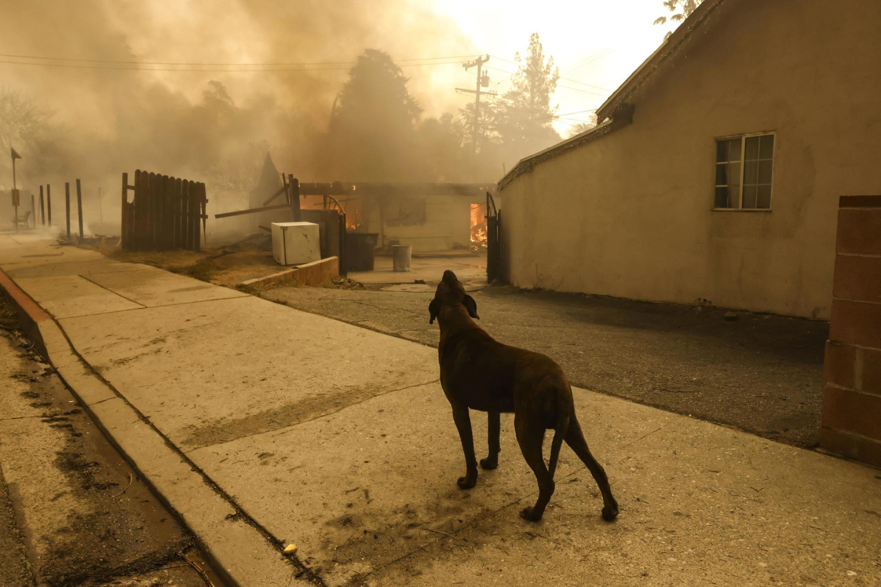 Perro frente al incendio en Los Ángeles. Foto: EFE.