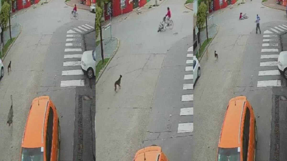 Un avestruz a gran velocidad chocó a una ciclista en pleno centro de Ranchos