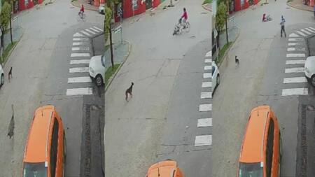 Un avestruz a gran velocidad chocó a una ciclista en pleno centro de Ranchos