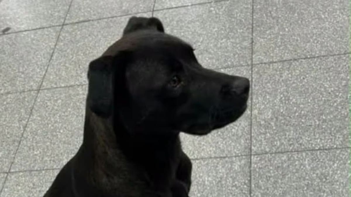Diosito fue rescatado hace aproximadamente un año y se convirtió en un integrante más de su familia en Arroyito.