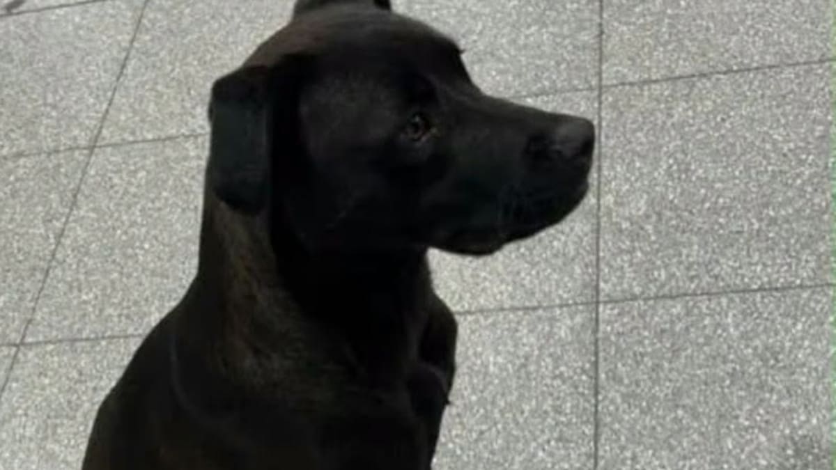 El perro que escapó de su casa, subió a un colectivo y apareció en Córdoba: la travesía de Diosito y el emocionante reencuentro con su familia