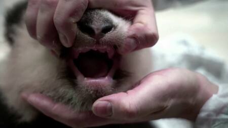 Oso panda bebé. Foto: captura.