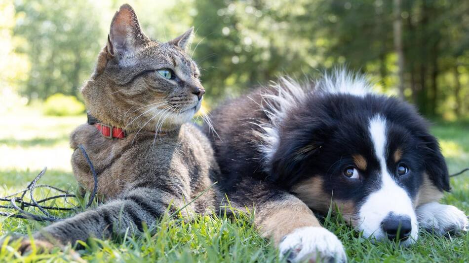 Gato y perro en el bosque. Foto: unsplash