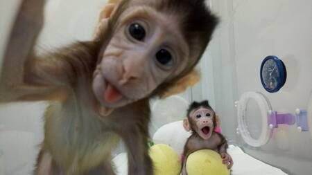 Monos clonados en China (Reuters)
