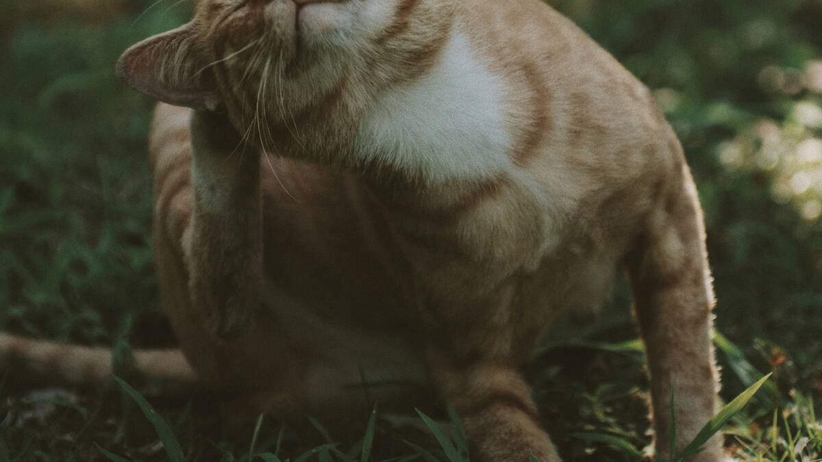 Gatos, mascotas. Foto: Unsplash