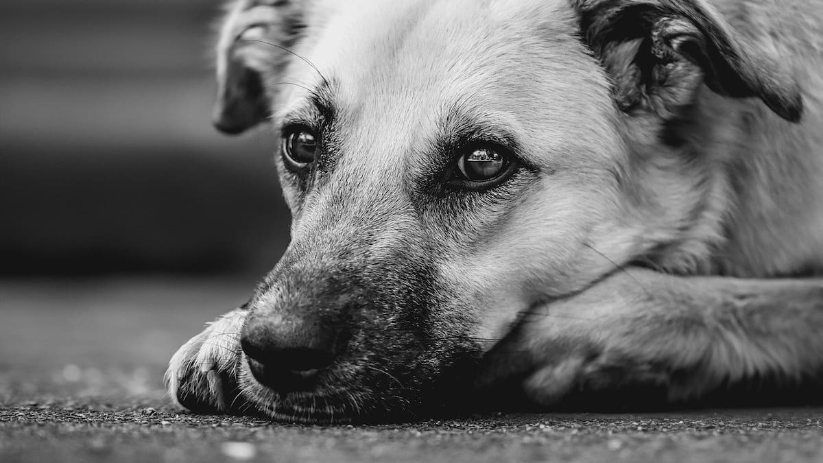 Que un perro ignore a su dueño tiene un significado muy importante, según veterinarios.