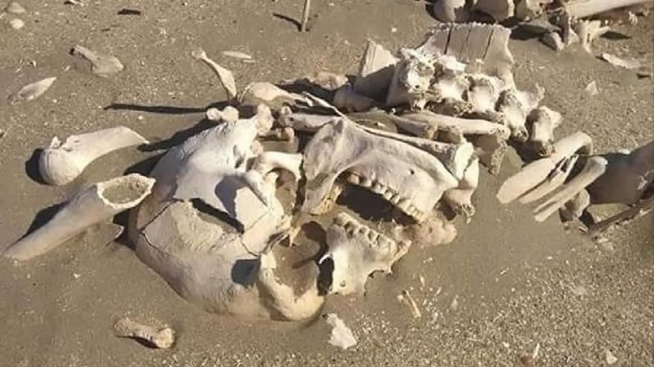 Encuentran bolsa con huesos en Chubut