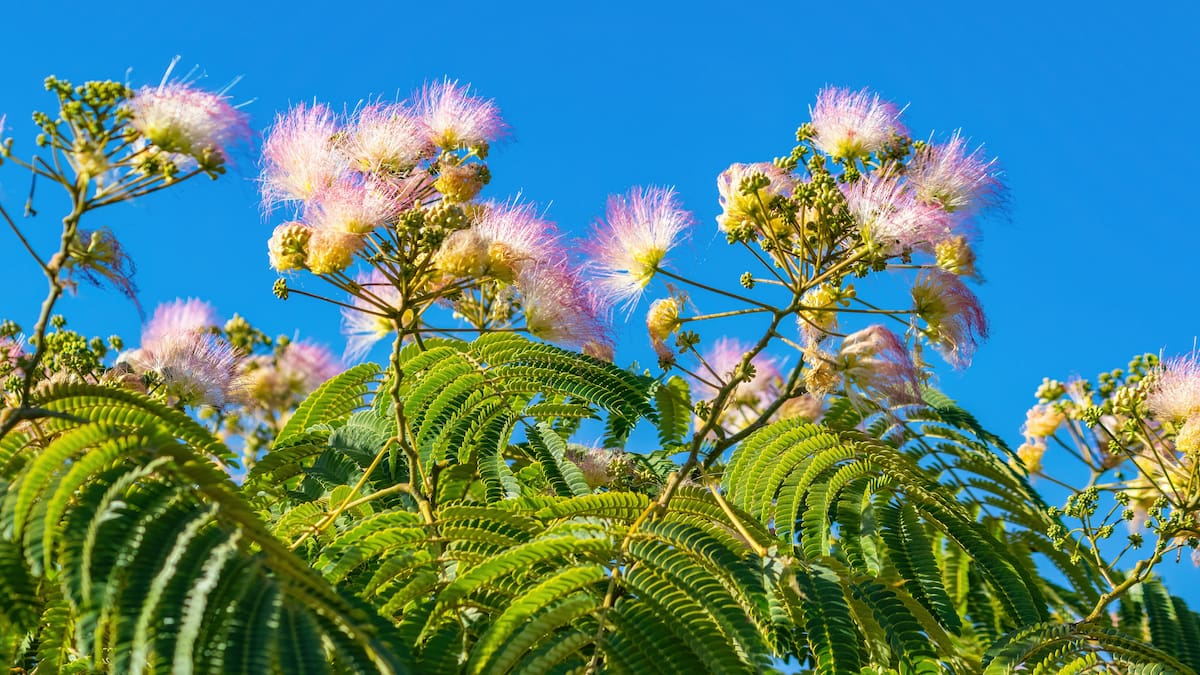Árbol Albizia.