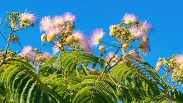 El árbol ideal para tu jardín: crece rápido y genera una gran sombra en verano
