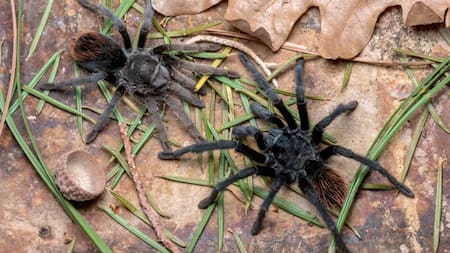 Aphonopelma jacobii, nueva especie de tarántula descubierta. Foto: Revista Zookeys.