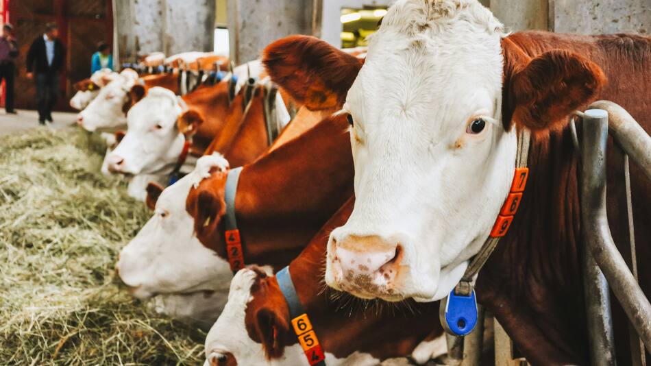 Vacas. Foto: Unsplash