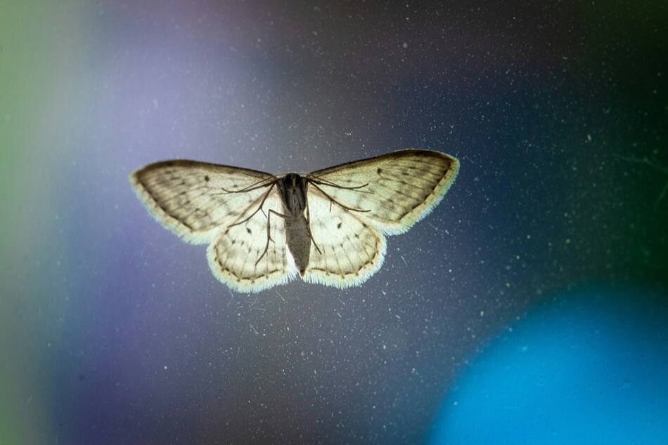 Polilla. Foto: Unsplash.