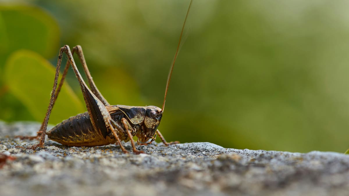 Insectos. Foto: Unsplash.