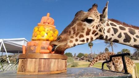 Recibieron a la jirafa Benito con un pastel. Foto Twitter @GregoryCamacho.