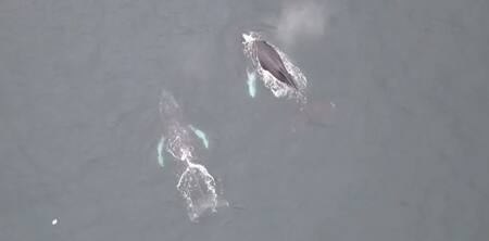Ballenas causan asombro. Foto: EFE.
