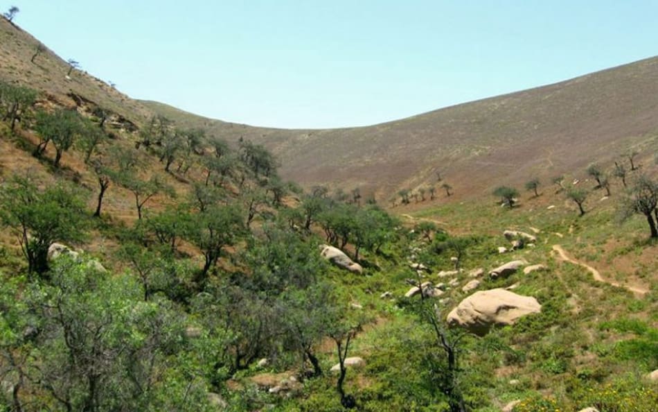 Las lomas de Atiquipa, donde se realizó el trabajo para la recuperación de bosques tropicales secos. Foto: Viva Arequipa.