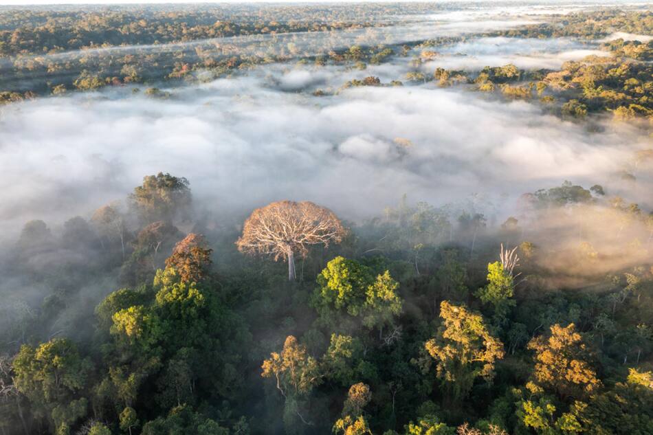 La mitad de la Amazonía puede desaparecer en 2050 y alterar el clima de toda la Tierra. Foto EFE.