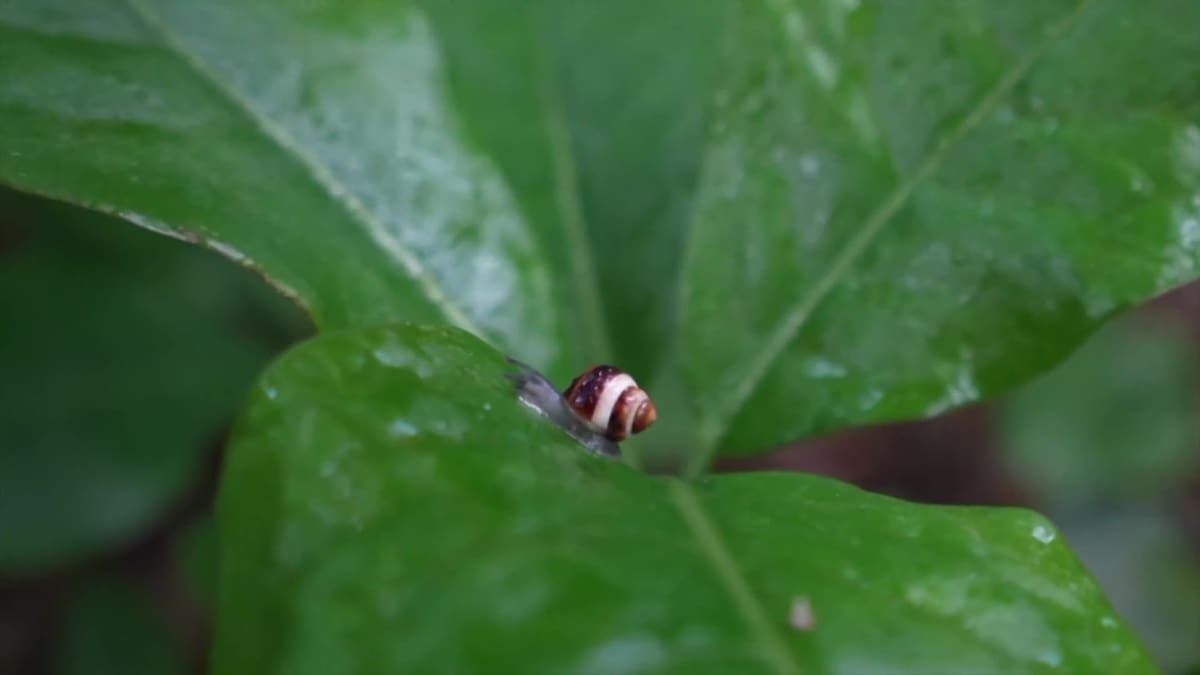Logran reintroducir a los caracoles arbóreos Achatinella fuscobasis.