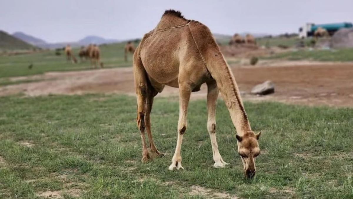 El desierto se tiñó de verde: las intensas lluvias generaron un impactante cambio en Arabia Saudita