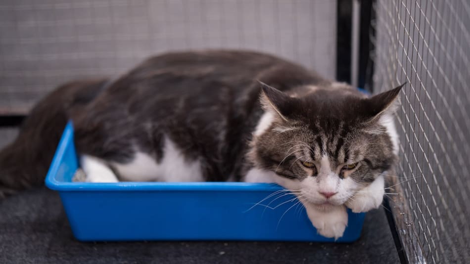 Arenero para gatos. Foto: Freepik.