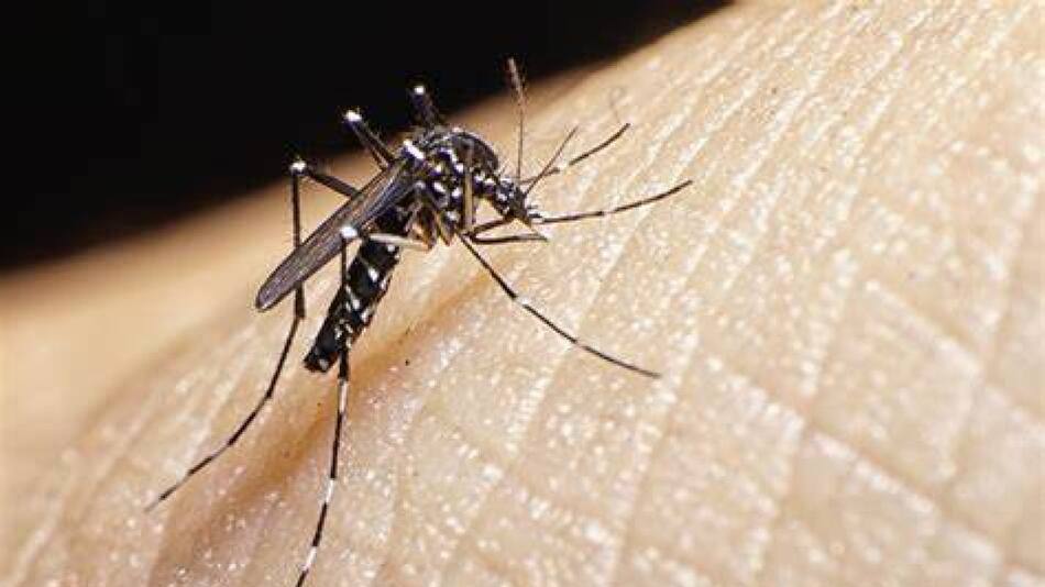 Repelente, mosquitos, invasión, verano. Foto: X