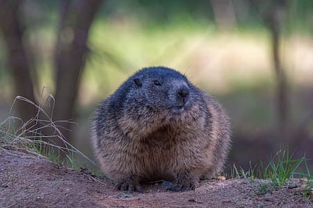 Marmota. Unsplash.