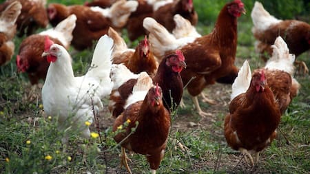 Gripe Aviar, Alemania, REUTERS