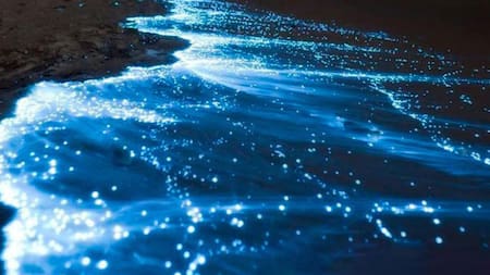 Olas fluorescentes. Foto: X/Sectur.