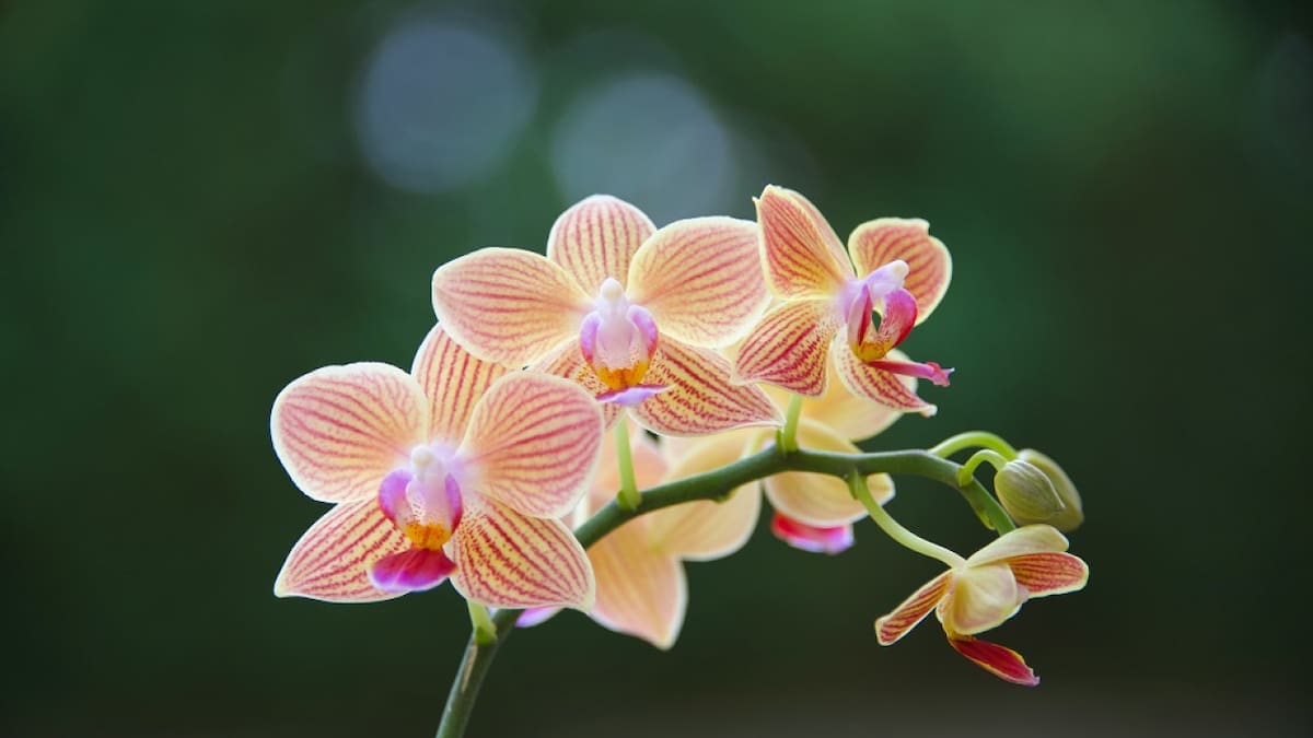 Orquídeas, plantas. Foto: Unsplash.
